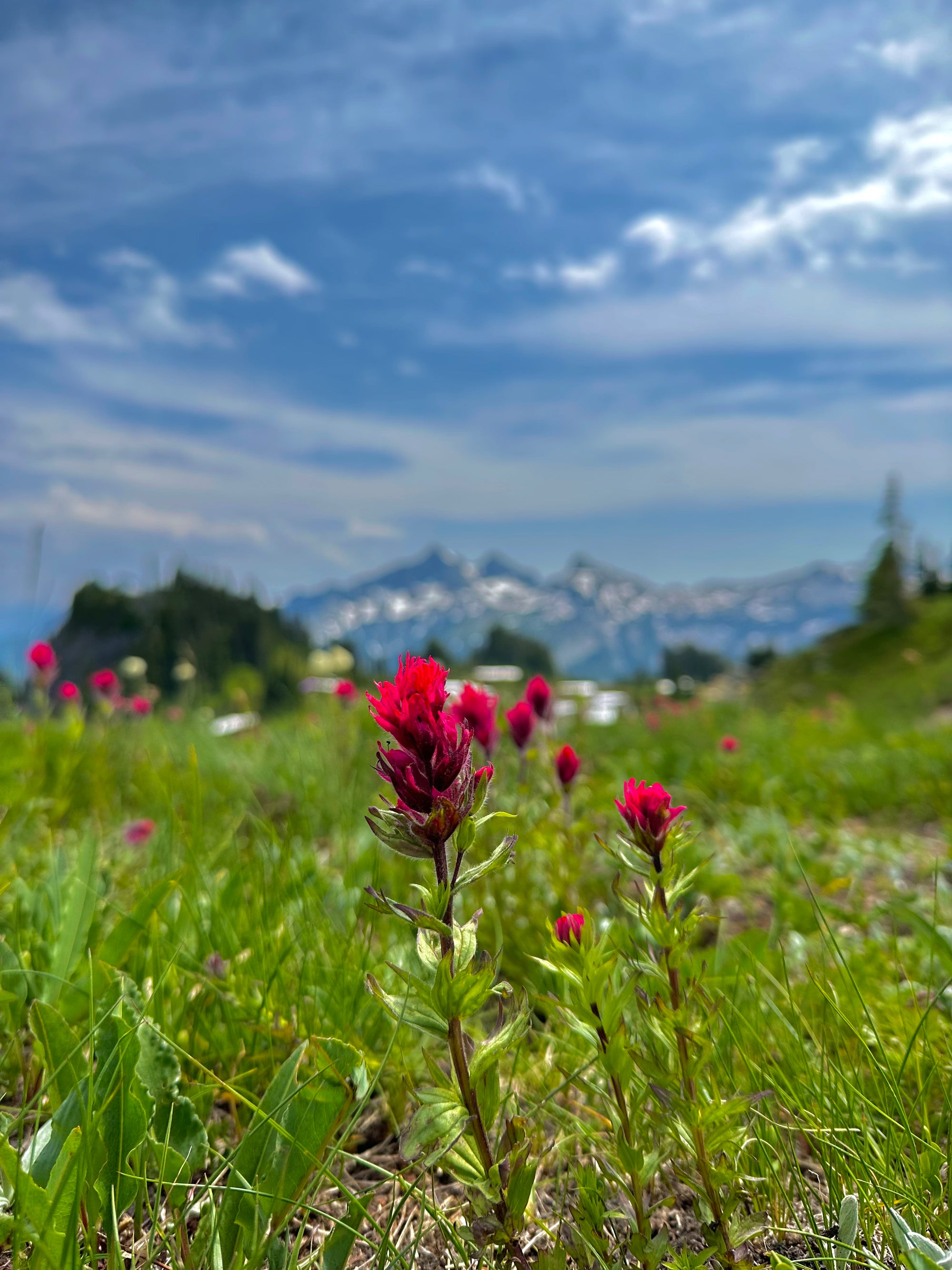 Red flower