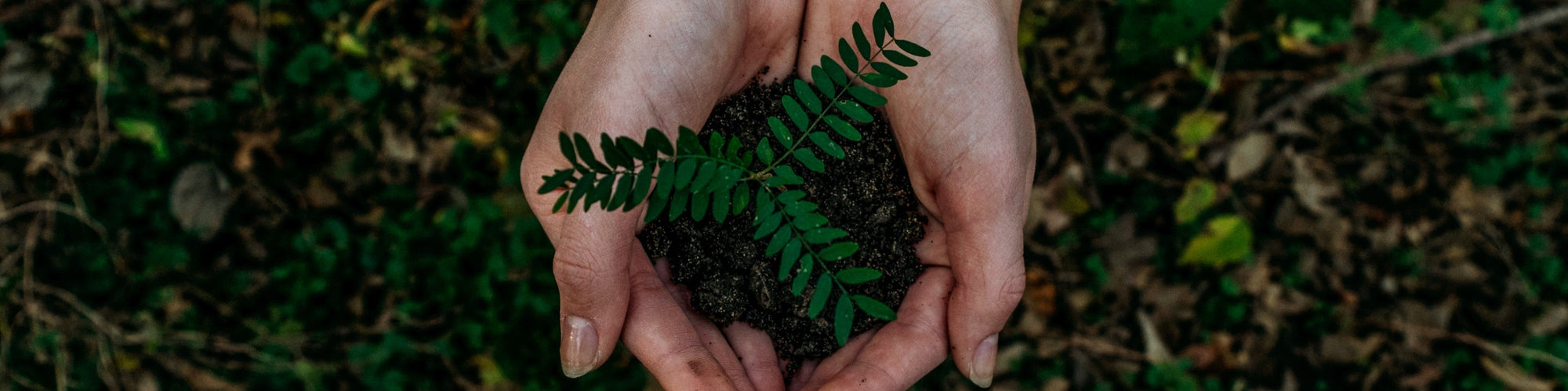 Hands holding dirt and a tiny Plant over the ground